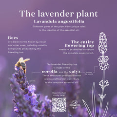 Collection image for: Young Living Essential Oil