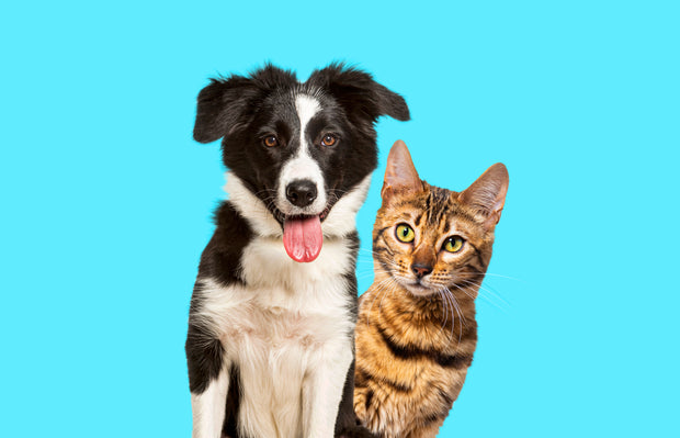 Shop Pet Supplies