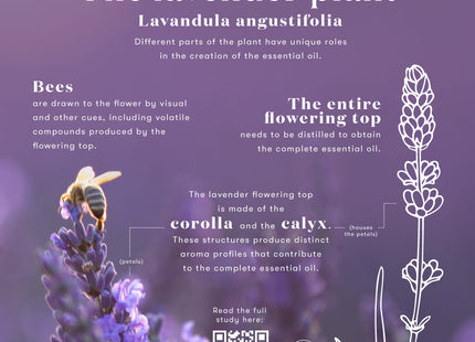 Lavender Essential Oil